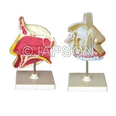 Anatomical Human Nasal Cavity Model Anatomical Human Nasal Cavity Model